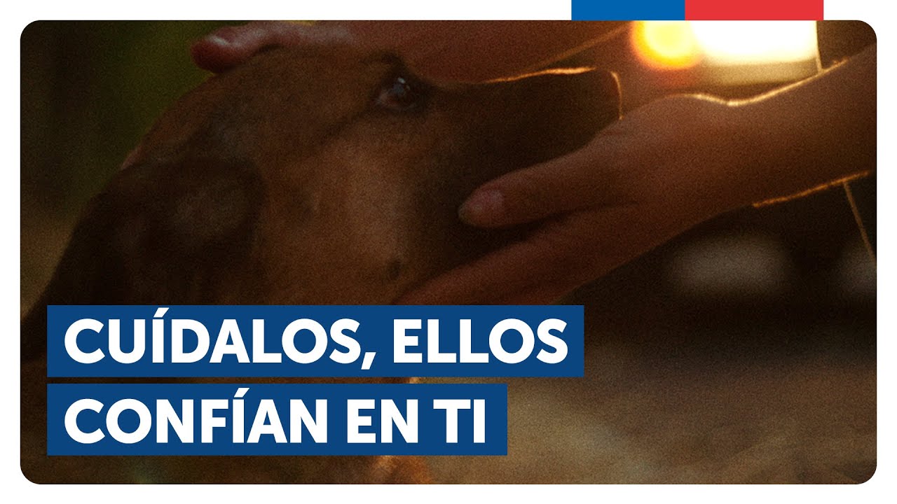 Cuida a tu animal de compañía, ellos confían en ti