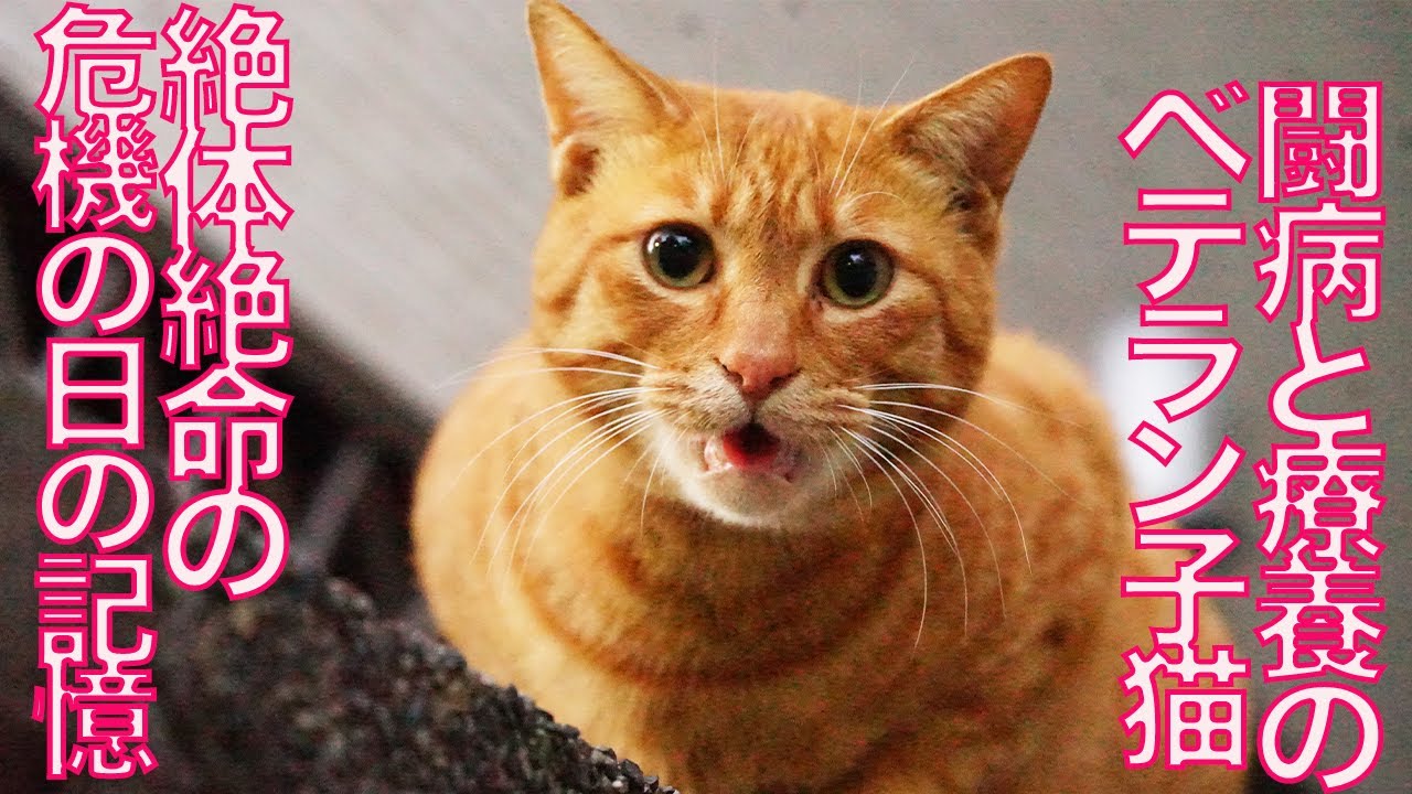 腎不全のベテラン子猫、検査の数値が改善をするも…  My 3rd cat blood test
