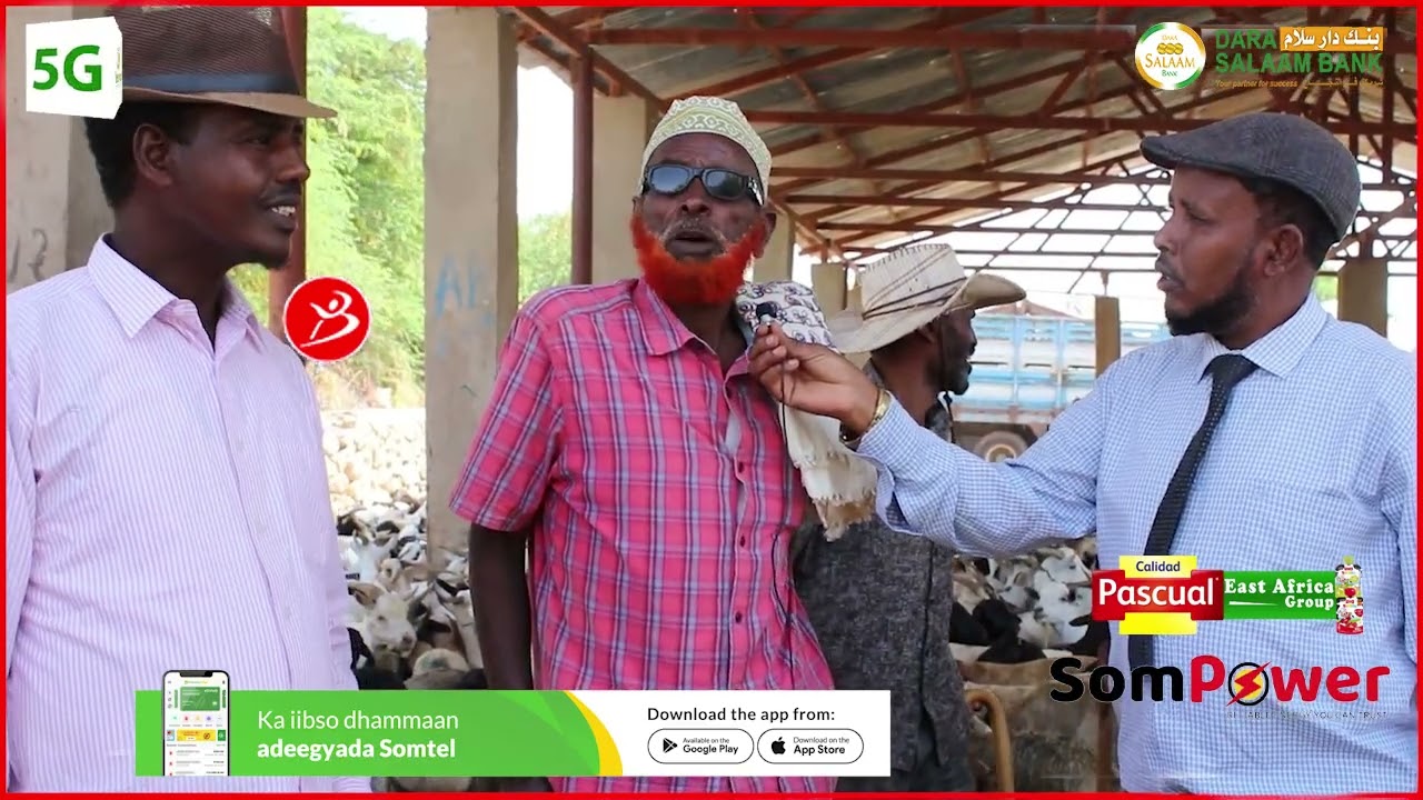 Warbixin Saylada Xoolaha Ee Hargeysa Oo Adhigii Ugu Badnaa Ka Dhoofayaan
