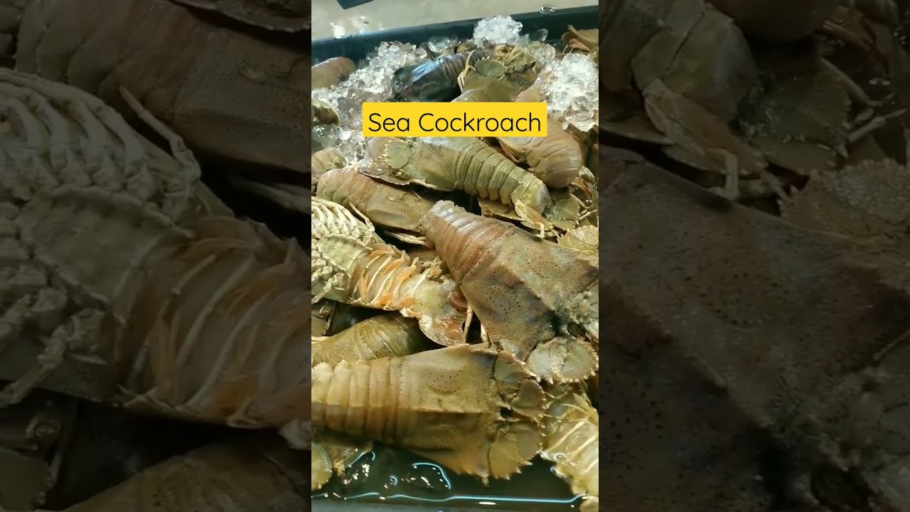 Sea COCKROACH #shorts #seafood #food #cockroach #fypシ゚viral
