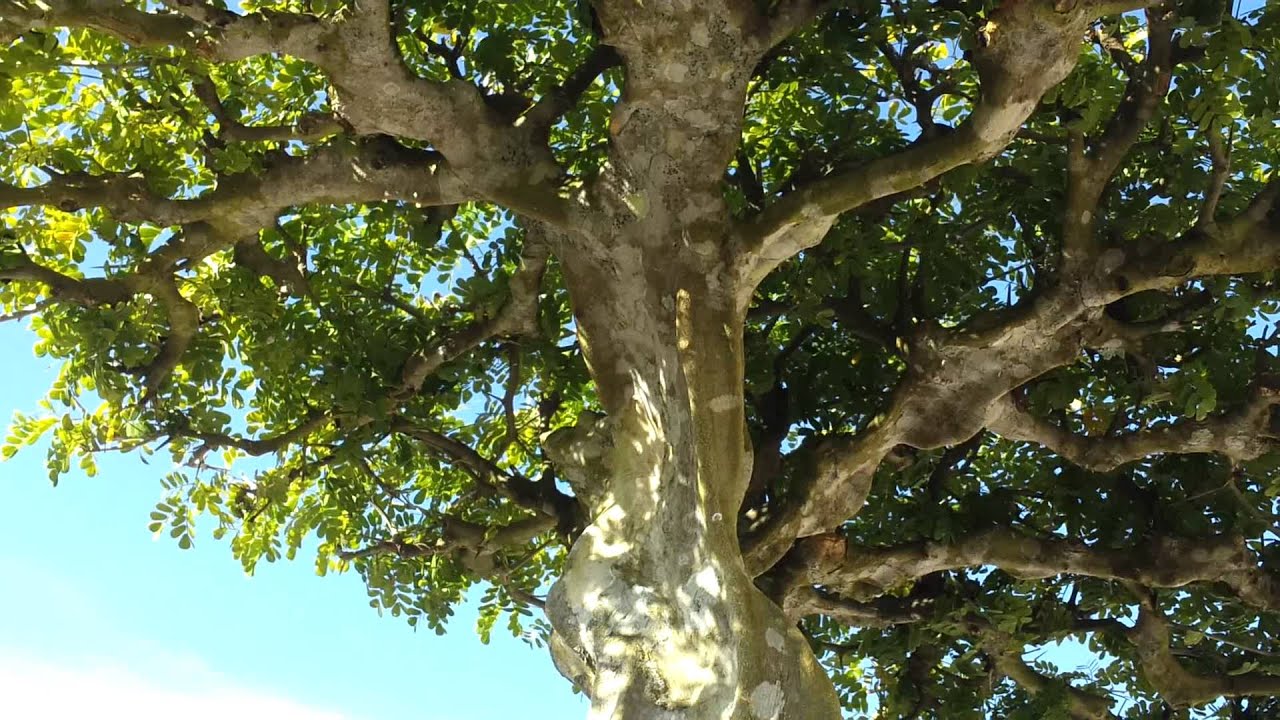 Wigert's Bonsai Pierneef Raintree 1080P