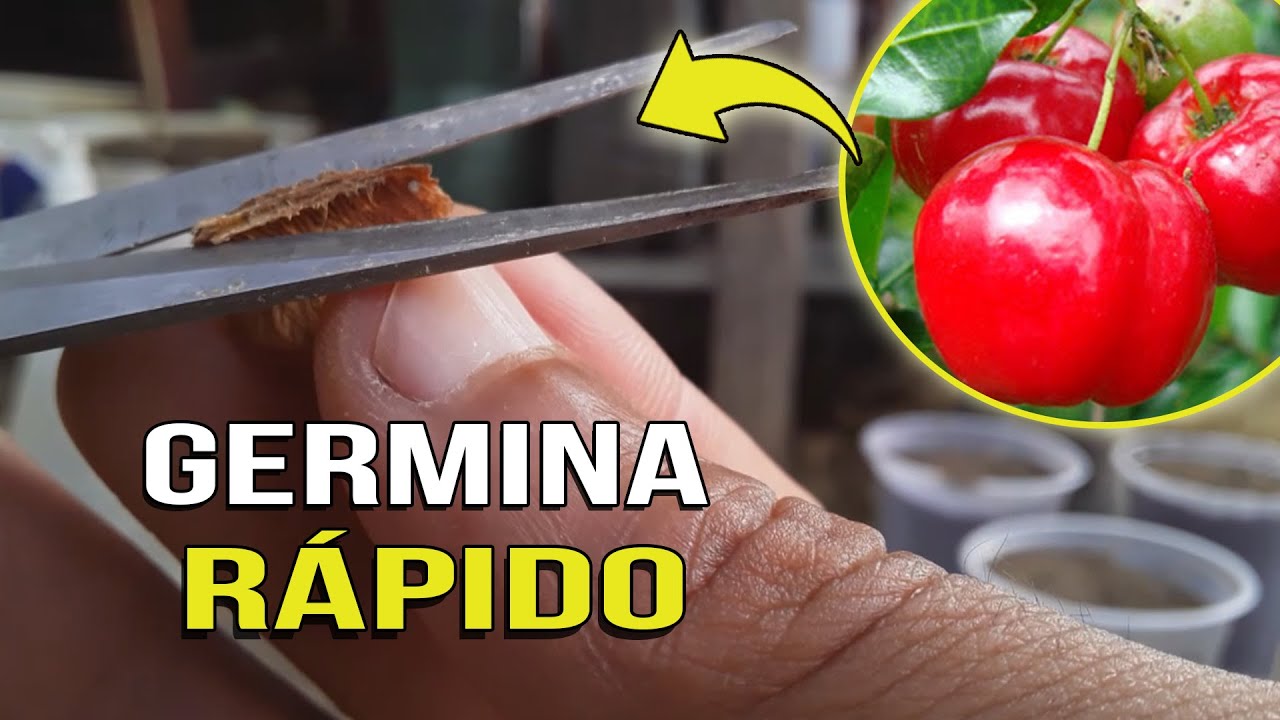 COMO GERMINAR SEMENTES DE ACEROLA EM MENOS DE 20 DIAS | Como Plantar Acerola Em Vaso