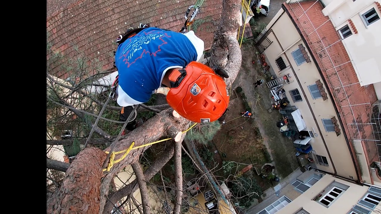 abbattimento in treeclimbing pino firenze