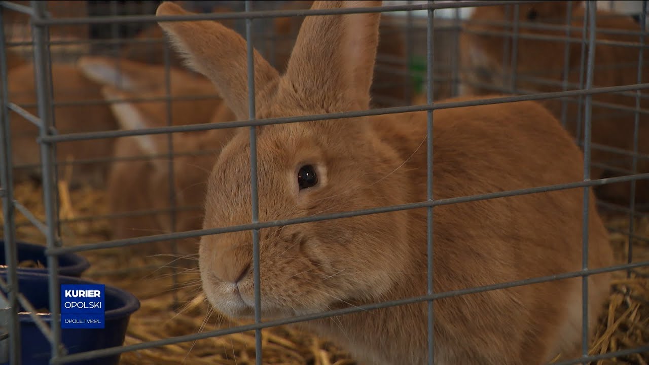 Trwa XIV Opolska Jesienna Wystawa Gołębi Rasowych, Drobiu Ozdobnego i Królików
