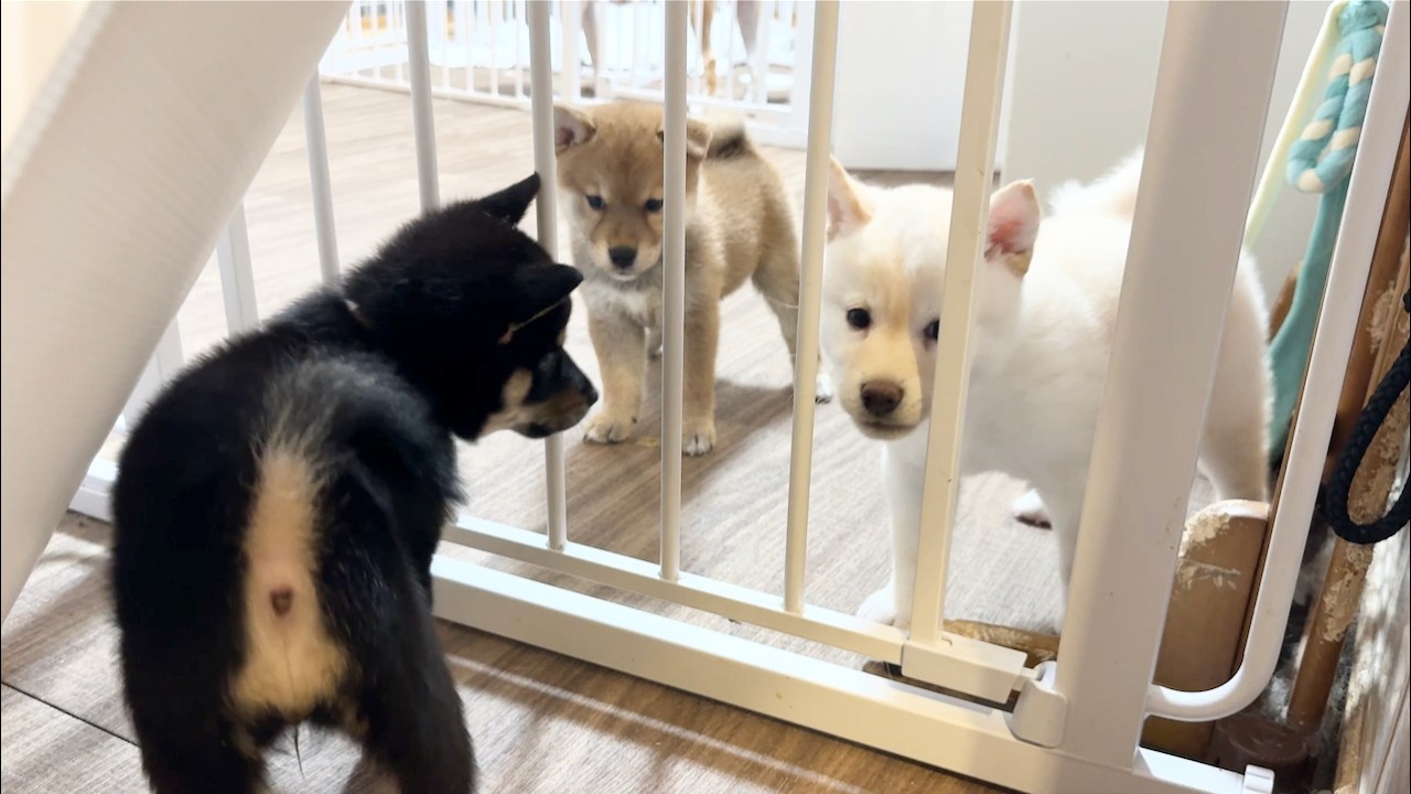【柴犬 子犬】初めて兄弟以外の子犬たちと対面してみると…