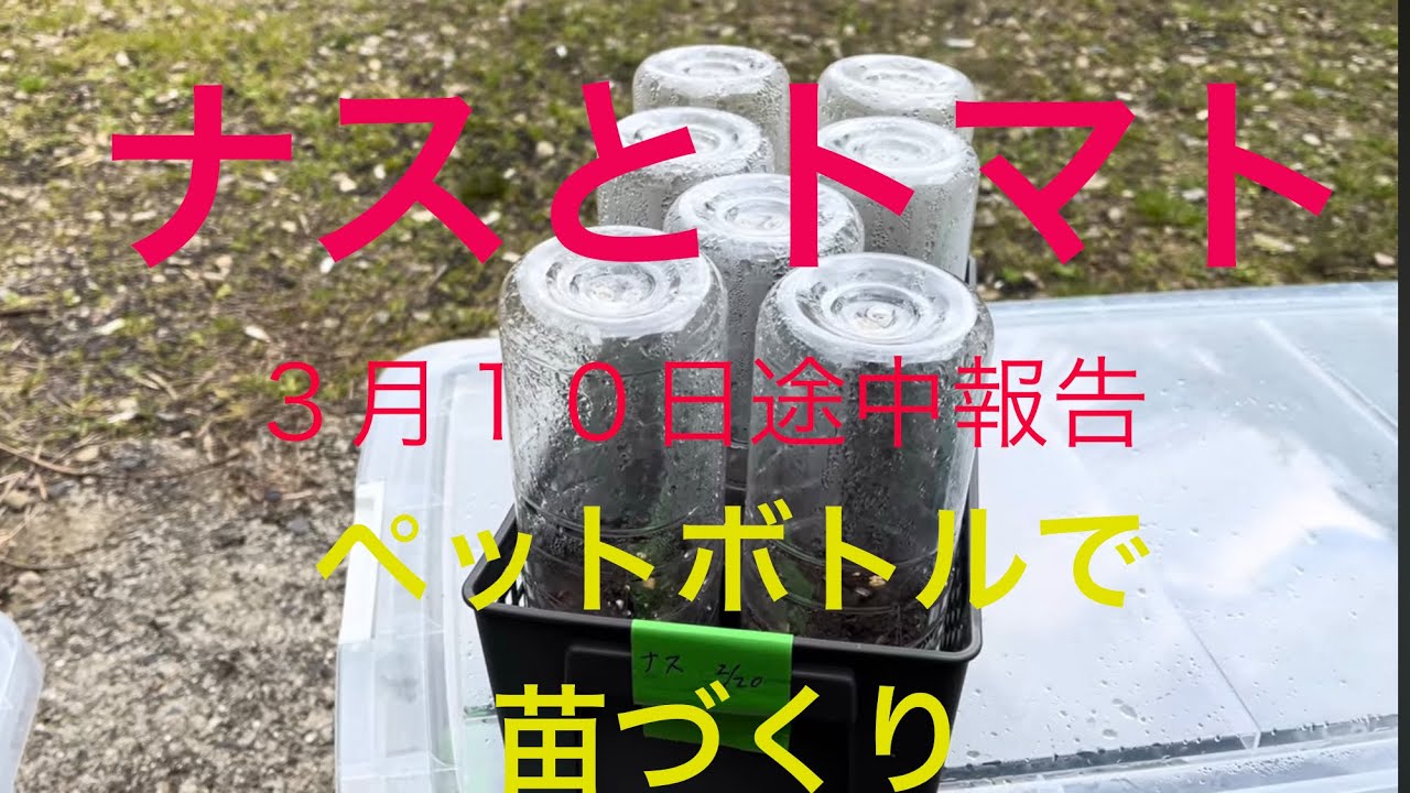 トマトとナス　ペットボトルで苗づくり　３月１０日　途中報告　#家庭菜園 #苗づくり #栽培 #トマト#ナス#種まき#播種#発芽