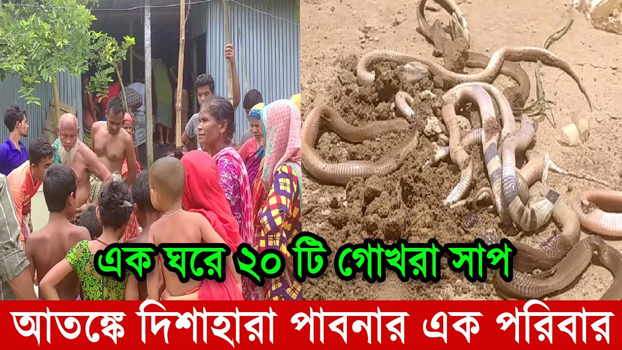 এক ঘরে ২০ টি গোখরা সাপ ধরা পরল | সাপ ধরার ভিডিও | সাপের আতঙ্কে দিশেহারা রাসেল ভাইপার Russell’s Viper