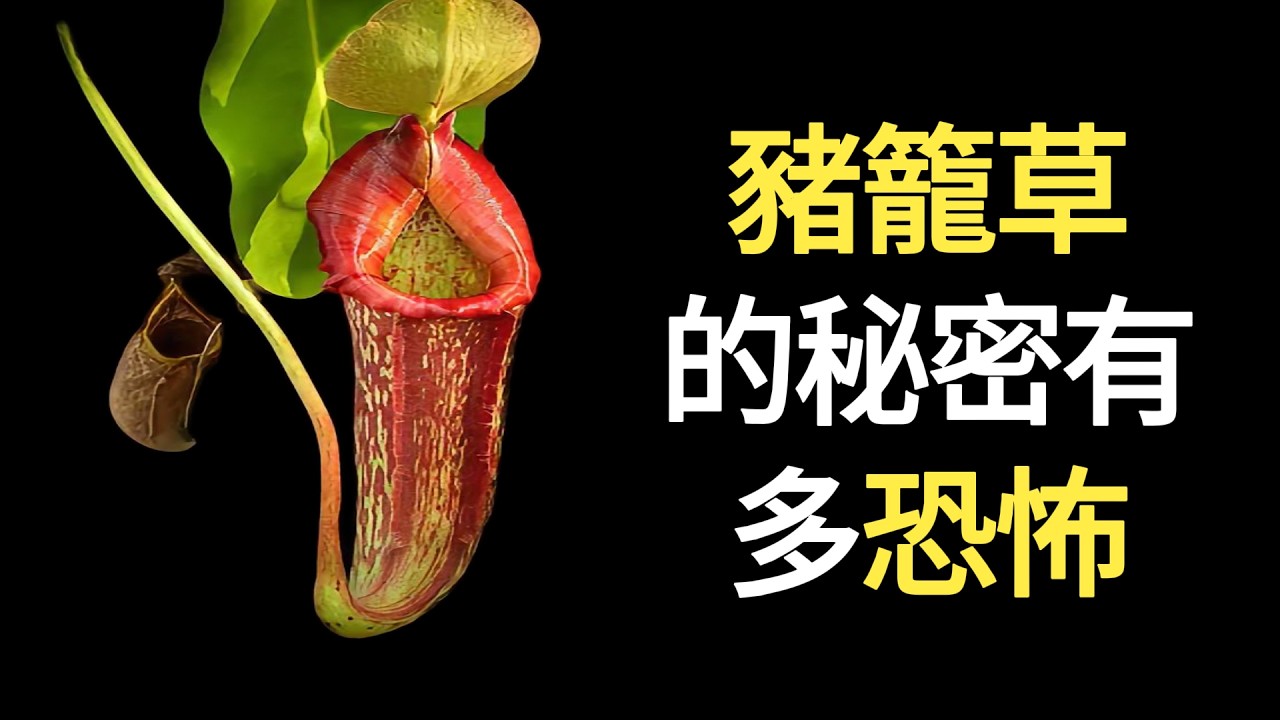 膽小慎入！它的胃裡全是半融化的屍體    世界上最大的豬籠草，到底有多恐怖？#科普 #自然紀錄片 #豬籠草 #食蟲植物