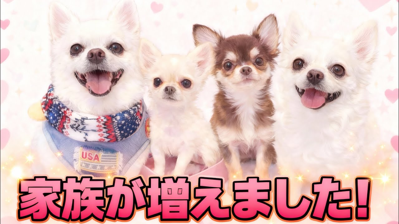 たくさん悩んで出した答え【家族が増えました】