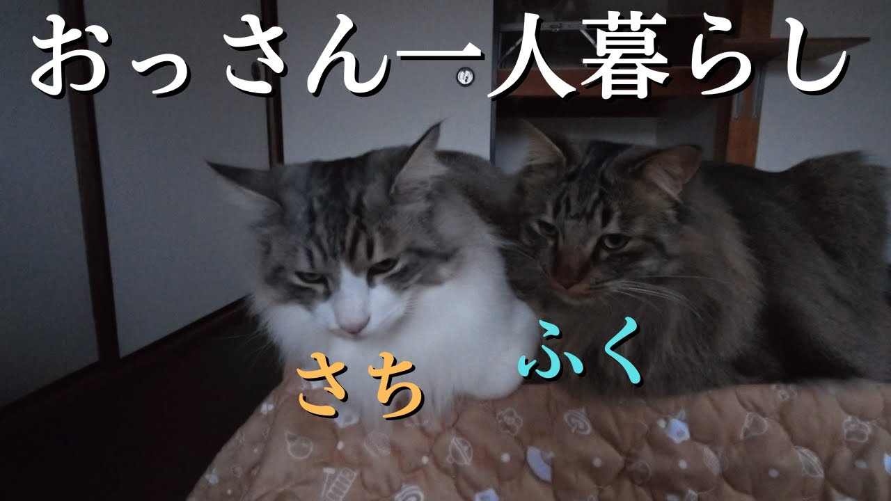 【さちとふくの日常】夕暮れ×こたつ×香箱座り×猫２匹