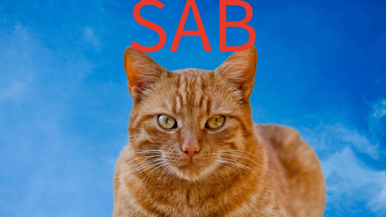 Ami gatito in SAB + admin abuse