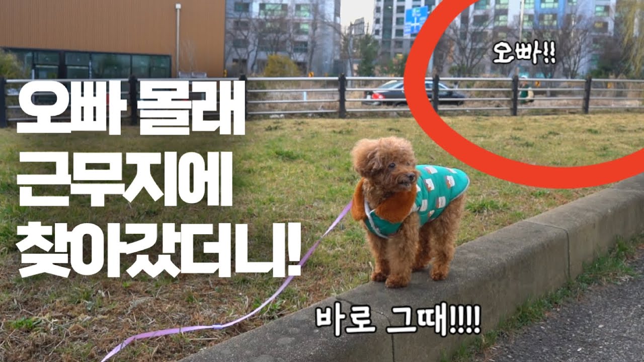 몰래 오빠를 만나러 간 강아지.. 오빠를 보더니....ㅋㅋㅋㅋ