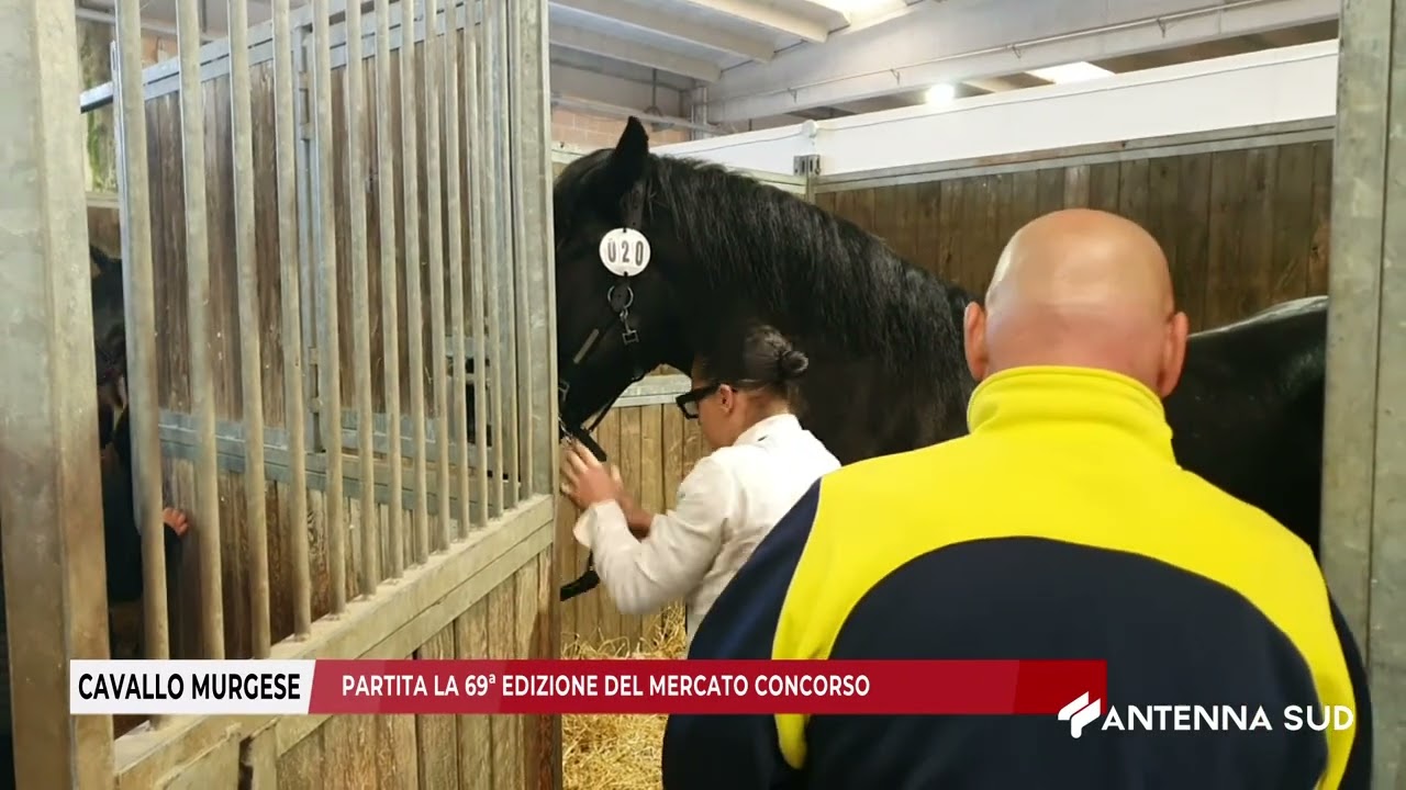 11 DICEMBRE 2024   CAVALLO MURGESE   PARTITA LA 69ª EDIZIONE DEL MERCATO CONCORSO
