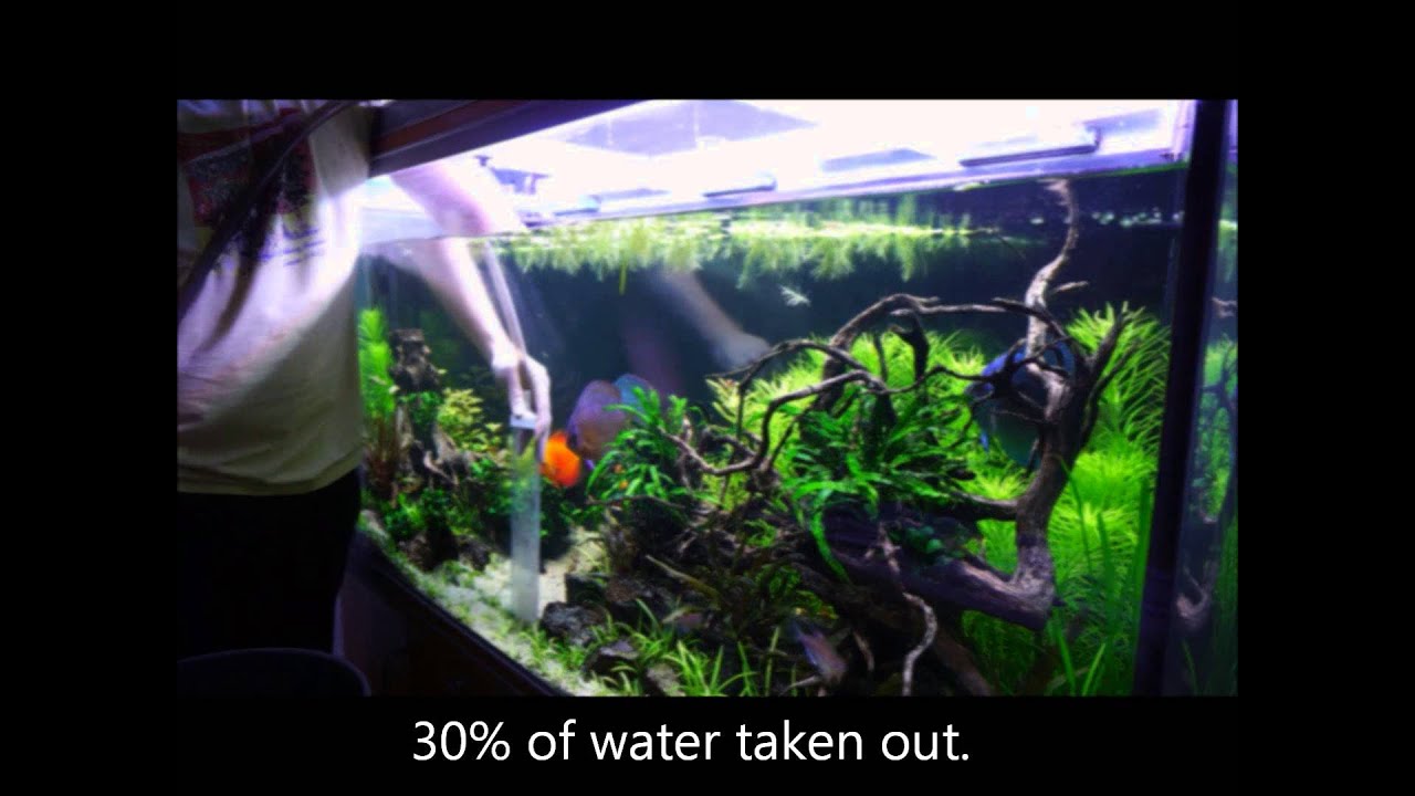 Weekly Sunday maintenance on my discus planted tank.