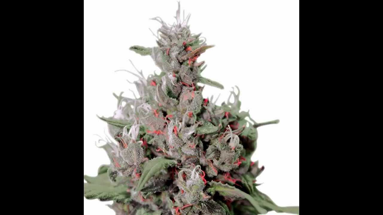 ROYAL CREAMATIC / Cannabis Marijuana Weed Kush
