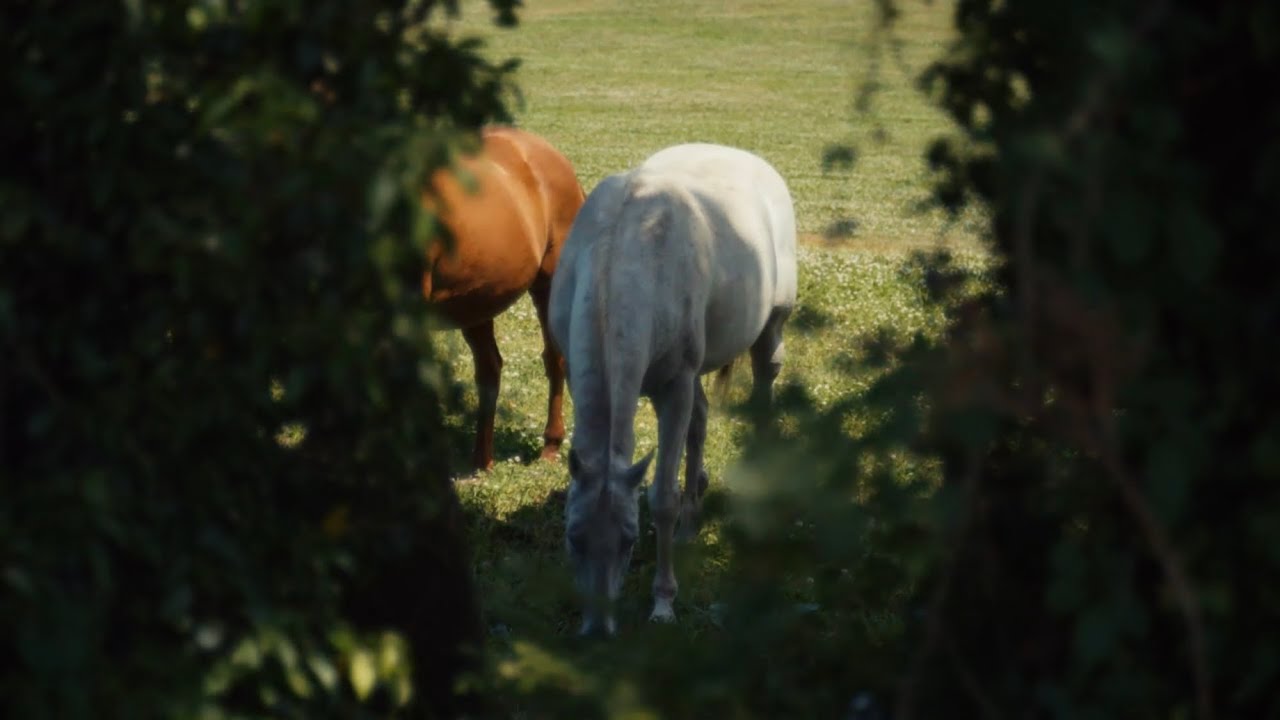 Vivitar Series 1 35-85mm F2.8 Test Footage with ZV-E1 at Jeju Island