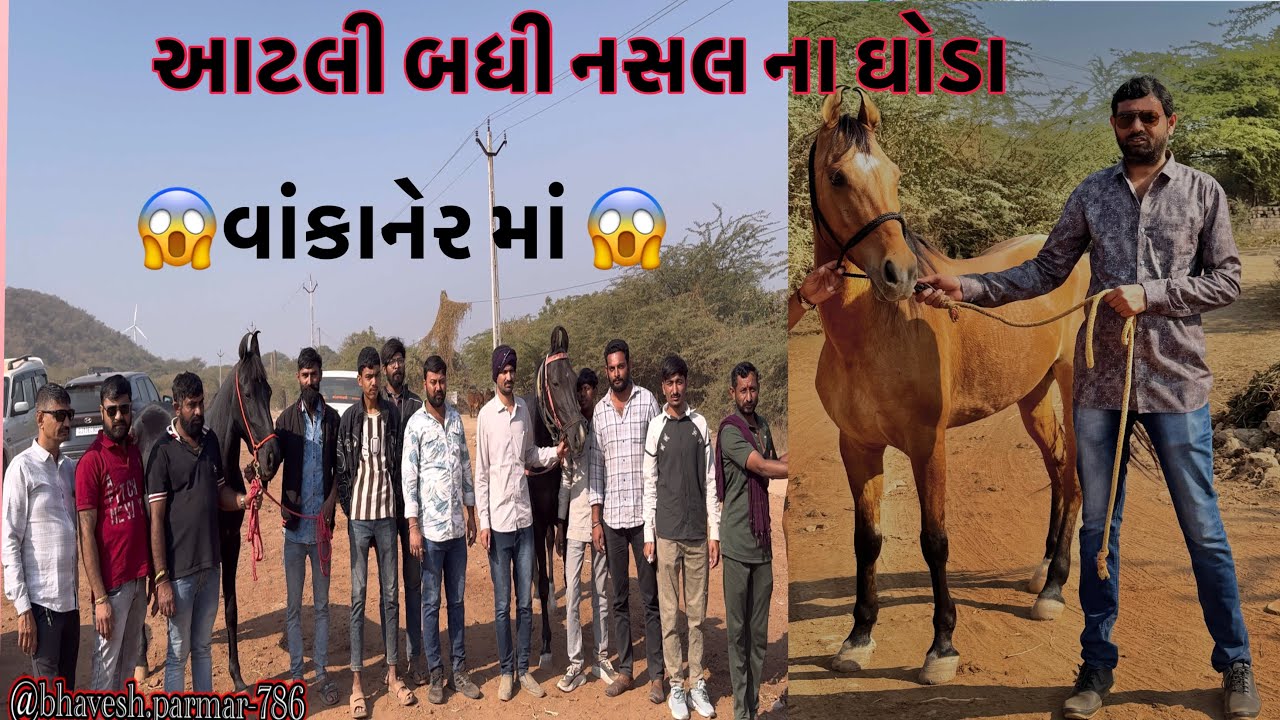 આટલી મોંઘી ને આટલી બધી નસલો જોવા બધી એક સાથે ઘોડા ની વાંકાનેર ના ૧૭મો કામા અશ્વ શો માં માં કોણ હજી 