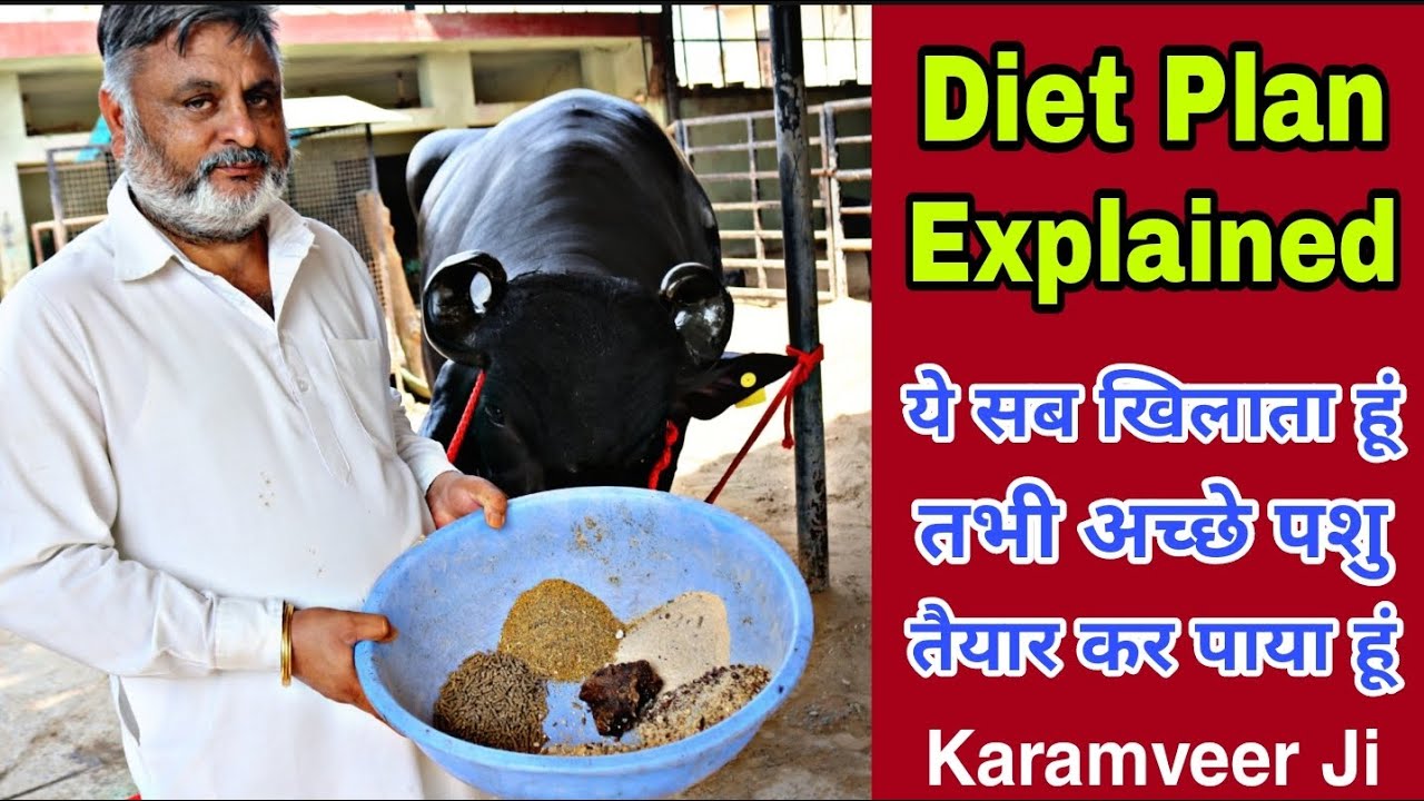 Full Diet Plan of Animals Feed Explained by Most Popular Breeder of India Mr. Karamveer Ji