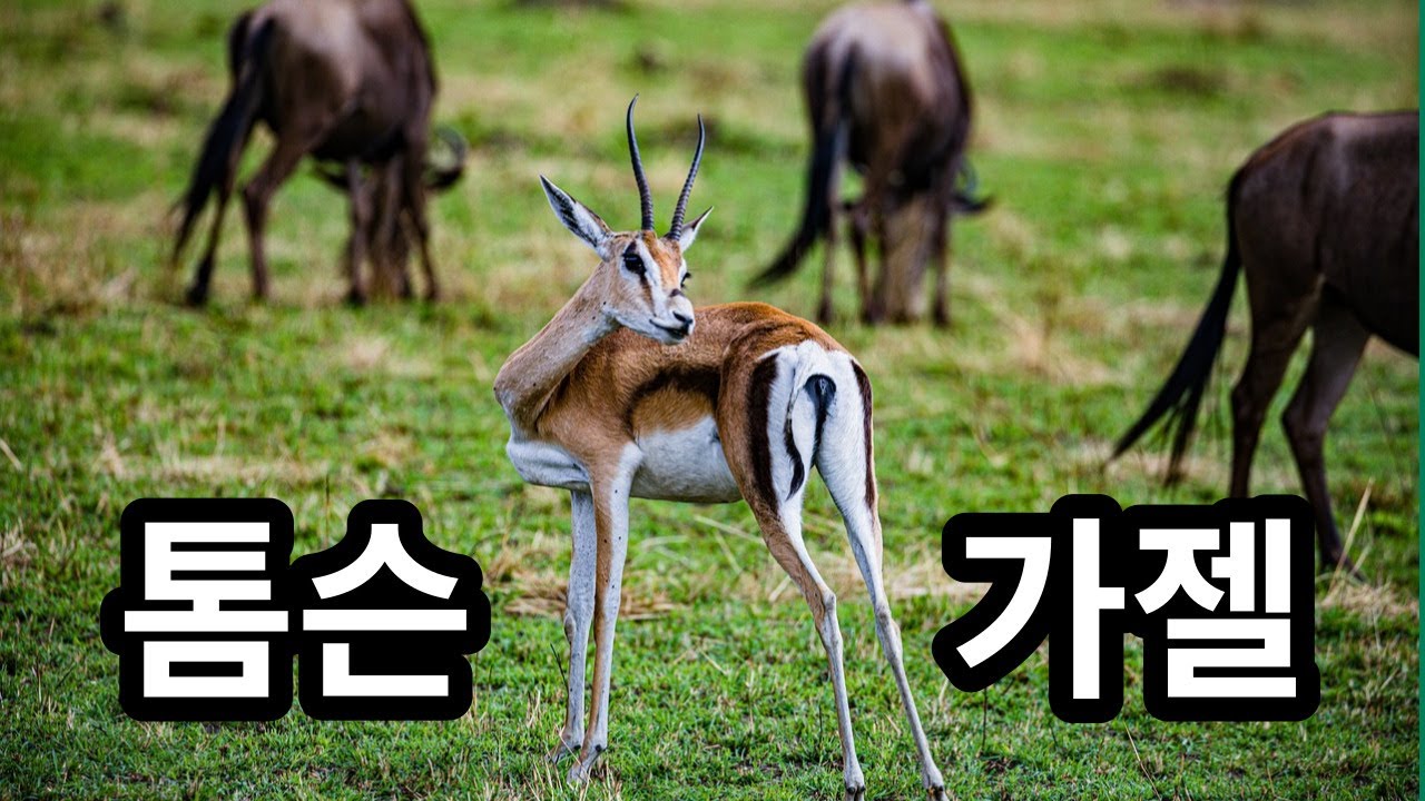 톰슨가젤