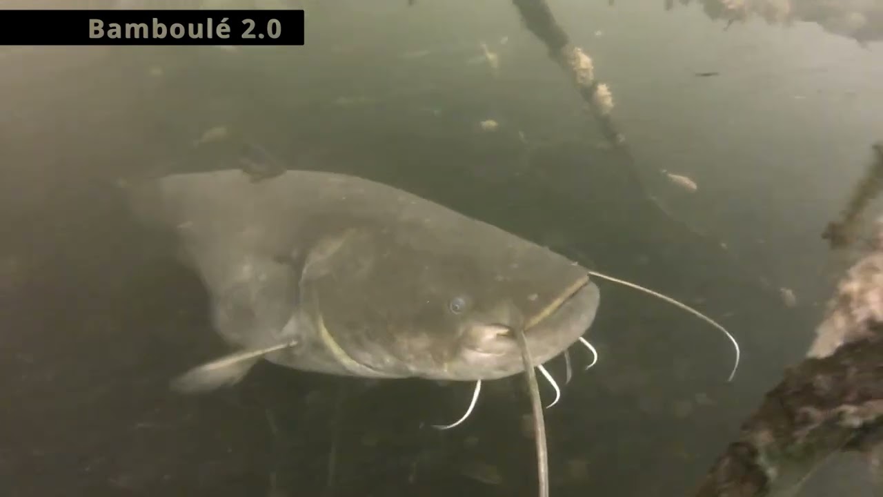 carpe, brochet, anguille, silure ....montage vidéo nocturne, bamboulé 2.0 plongée vidéos