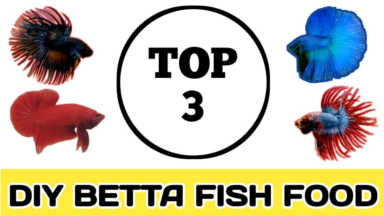 3 BEST HOMEMADE BETTA FISH FOOD, NO LIVE FOODS, RAPID GROWTH (diy)