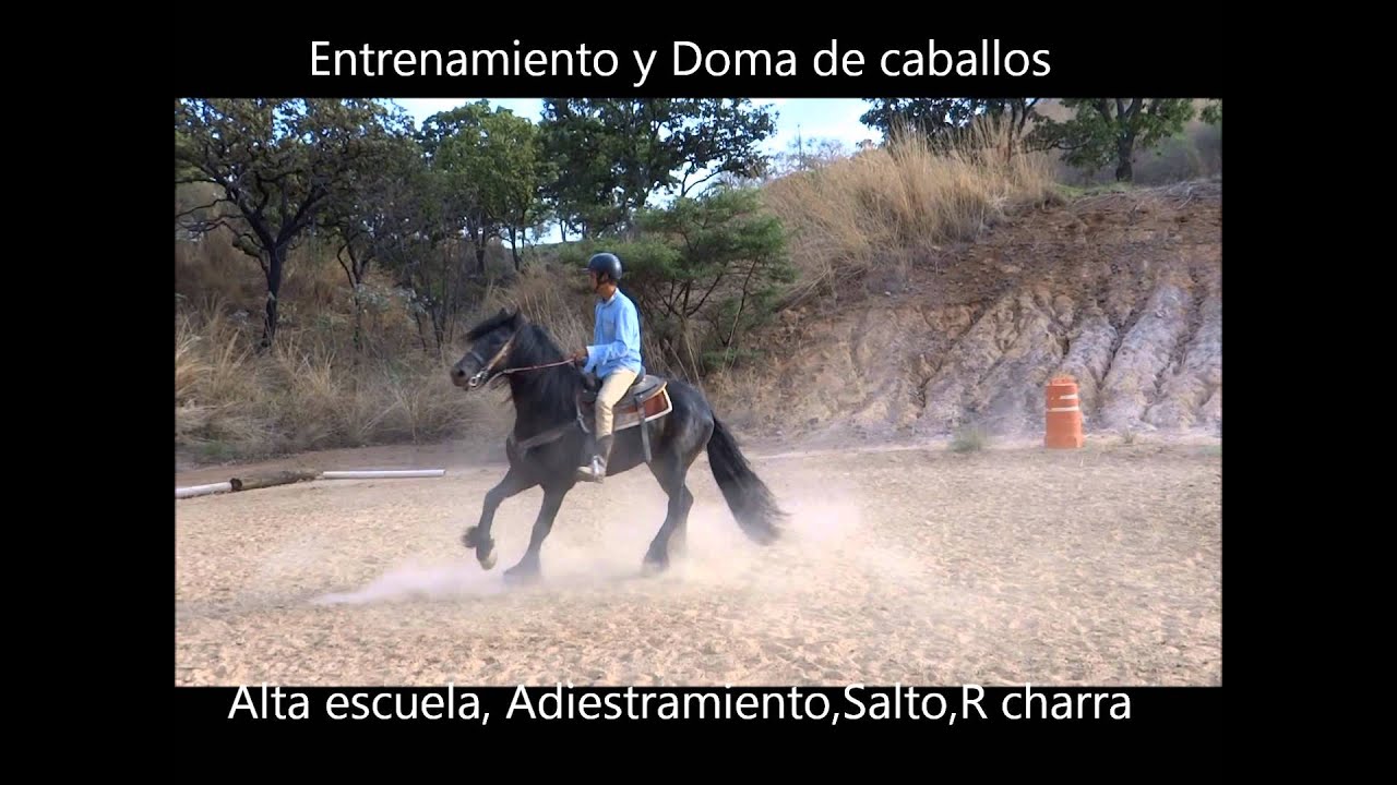 Arrendador de caballos de baile/alta escuela/bailadores