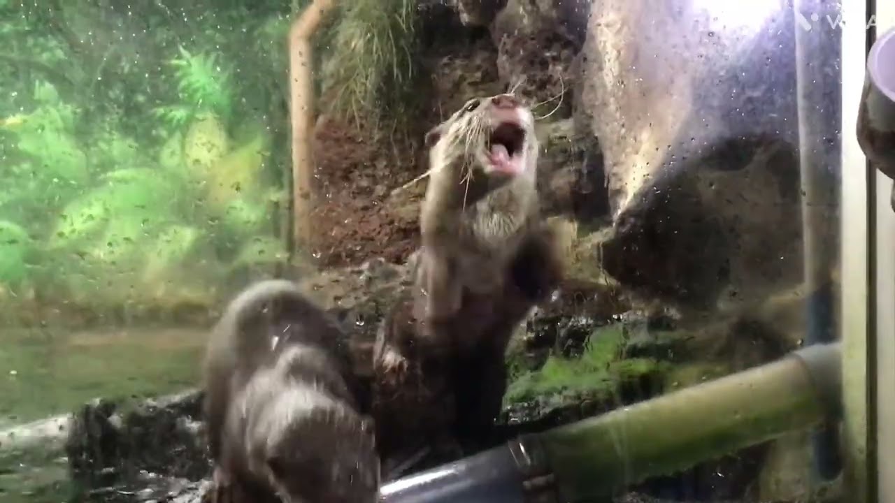 カワウソ可愛い
