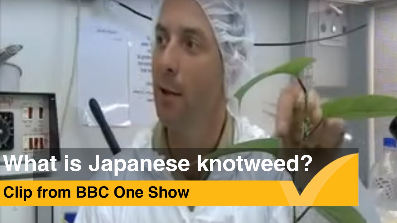 What is Japanese Knotweed - BBC One Show