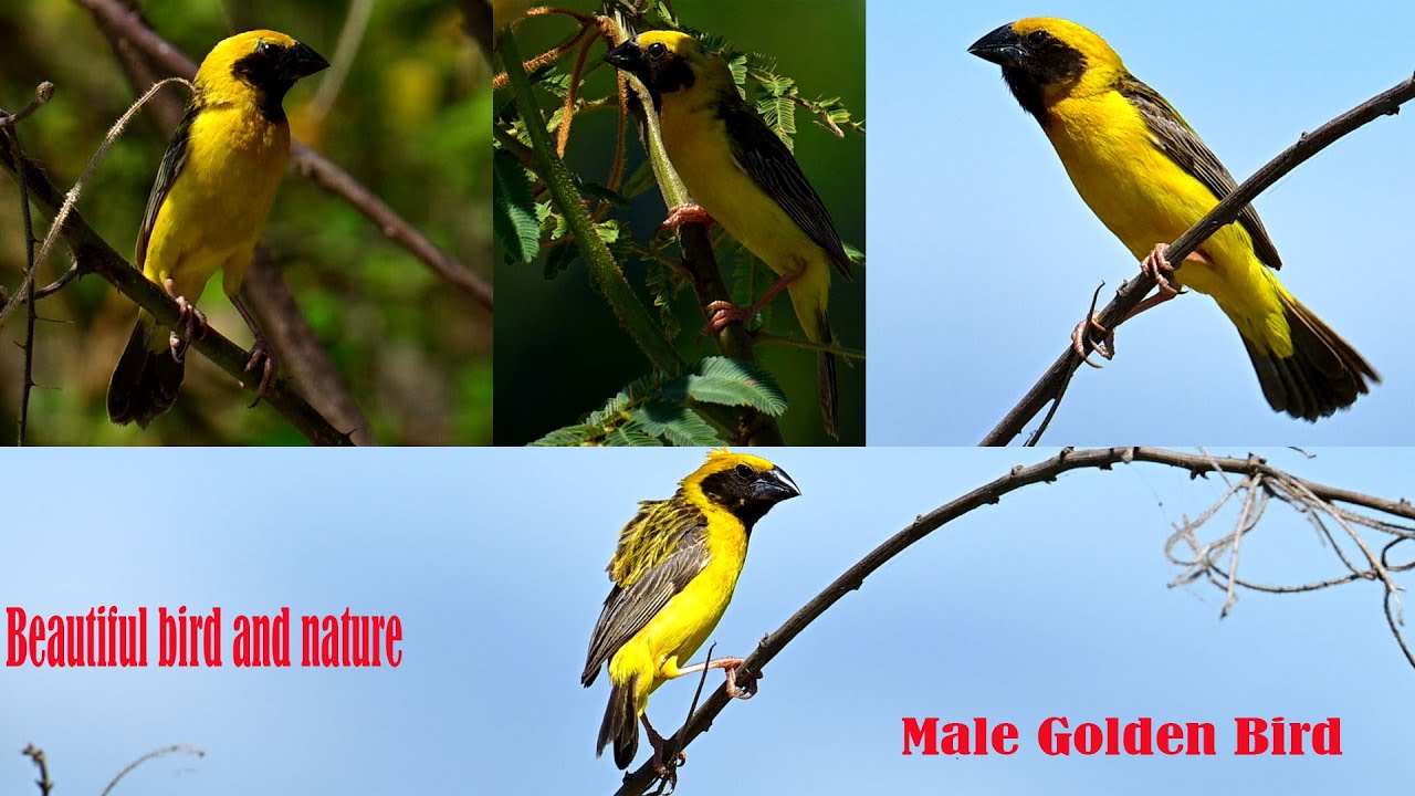 AMAZING WEAVER BIRD CONSTRUCTION SMART BIRD BUILD GREEN NEST