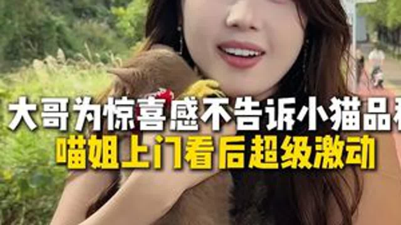 稀有色英短，粉丝们见过吗？#猫咪  #英短  #稀有  #喵姐养猫