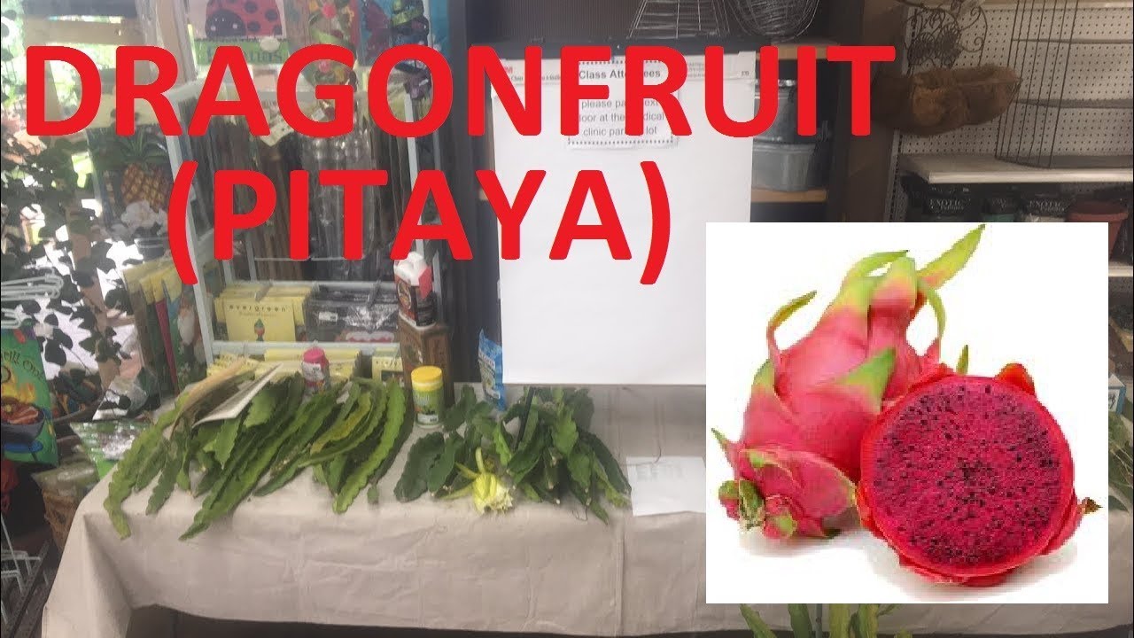 GROWING DRAGON FRUIT | LIVESTREAM