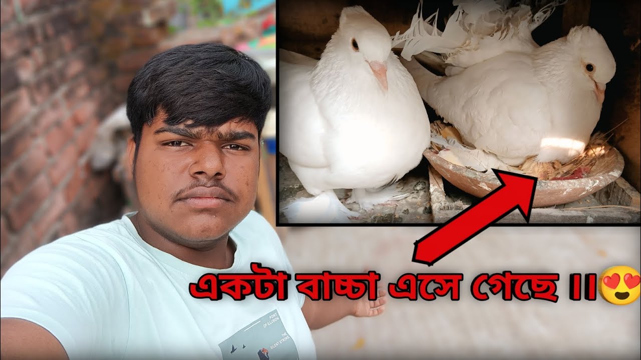 জ্যাক এর একটা ডিম ফুটে গেছে ।। My Pigeon Life.