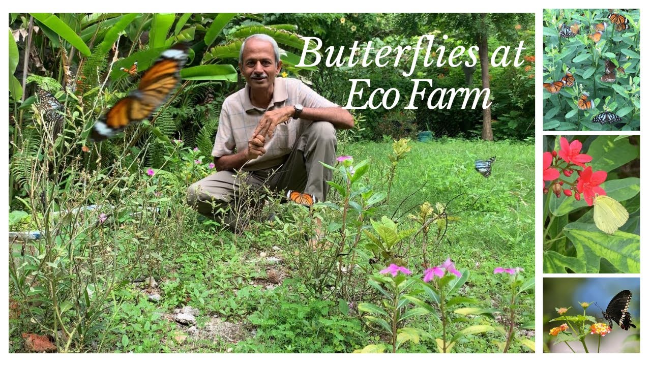 Plants to attract Butterflies| Butterflies of eco farm