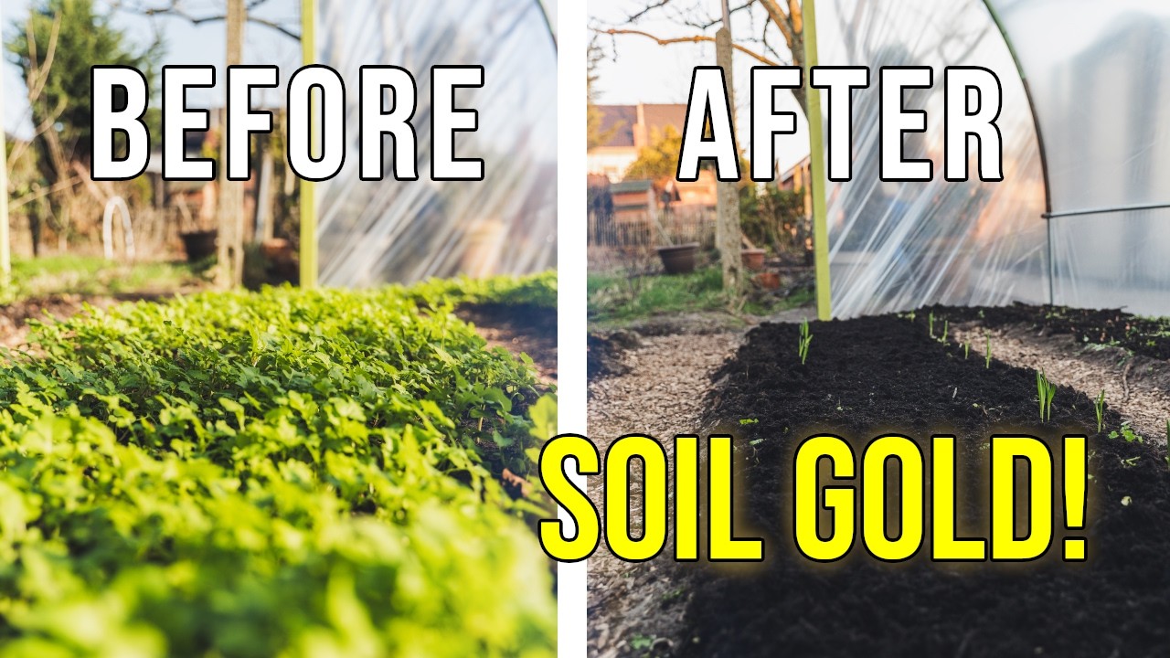 Prepping Polytunnel Beds: The Chop & Drop Method (Yellow Mustard)