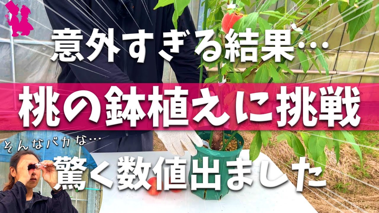 【ビックリ仰天】プロがホームセンターの桃苗を鉢植えで育てたら驚きの結果になりました