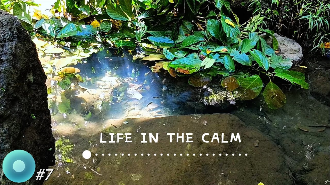 A QUIET RIVER EDGE IN A TROPICAL FOREST | No AI • No Loop