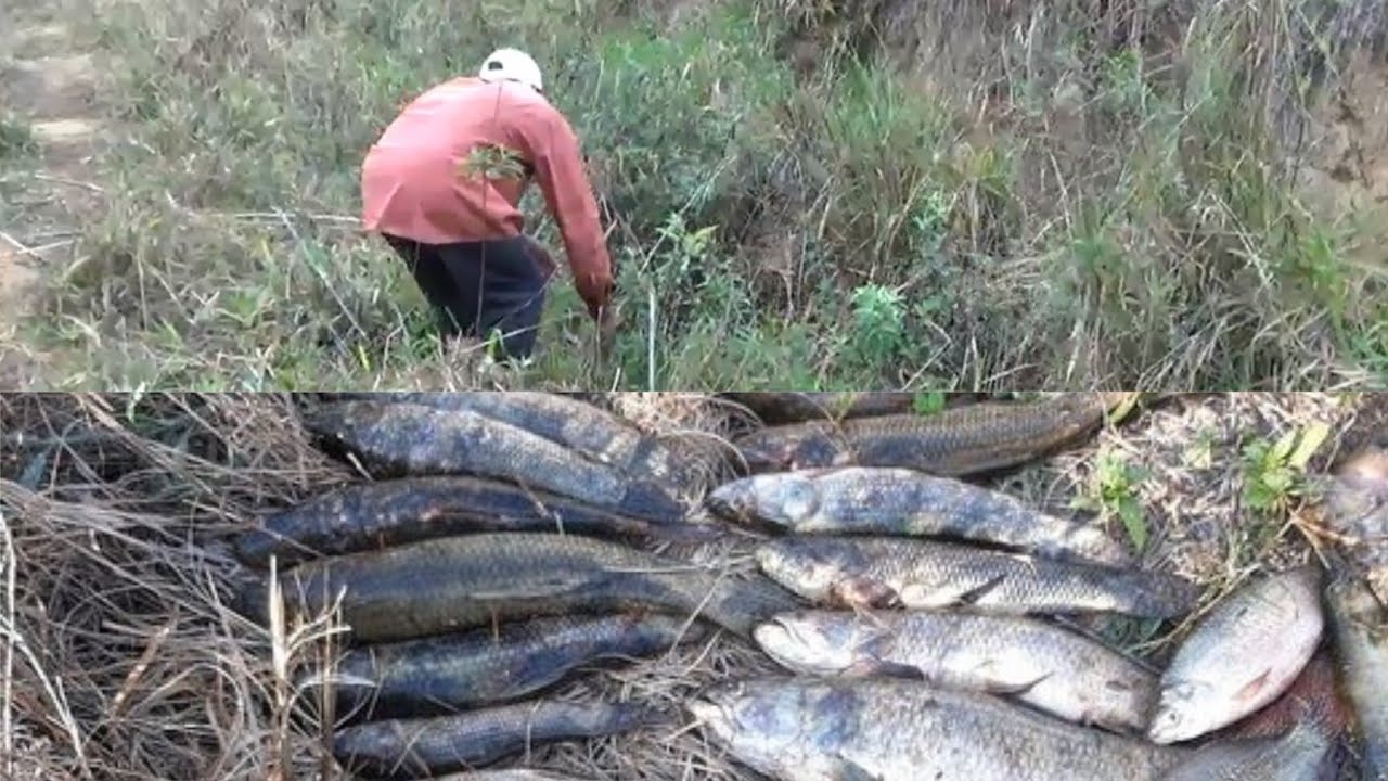 Como é possível ter tanto PEIXE nessa VALA, Pescaria raiz