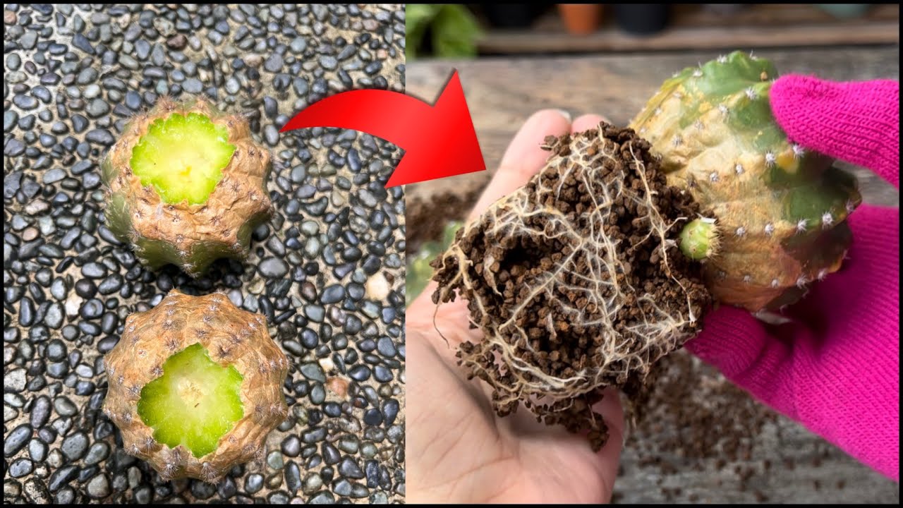 Successful Degrafting and Rooting Cactus...