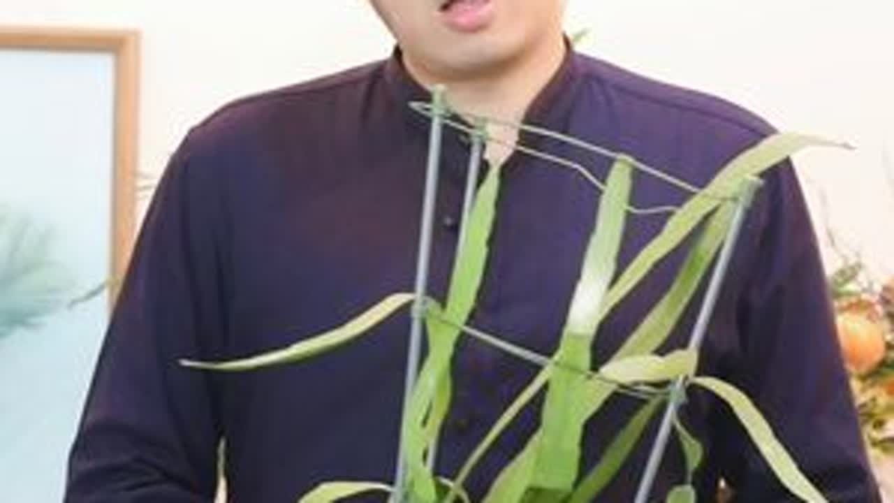 昙花怎么养？园艺师教你，昙花的详细养护技巧