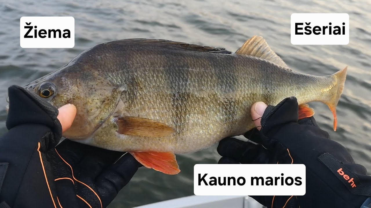 Pirma žiemos žvejyba 2024 metais Kauno mariose. Ešerių žvejyba.