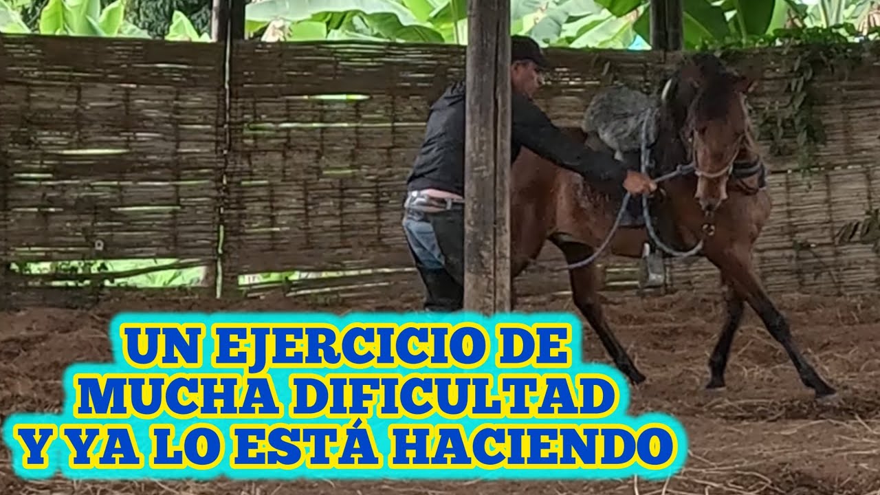 ENTRENANDO EL POTRO UN EJERCICIO DE MUCHA DIFICULTAD Y YA LO ESTÁ HACIENDO séptima clase 