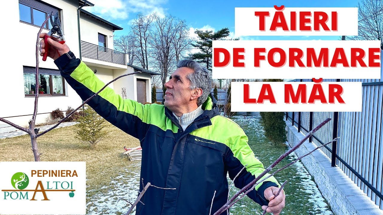 Taierea la mar - Cum formam coroana pomilor? (Tip SPINDLE)