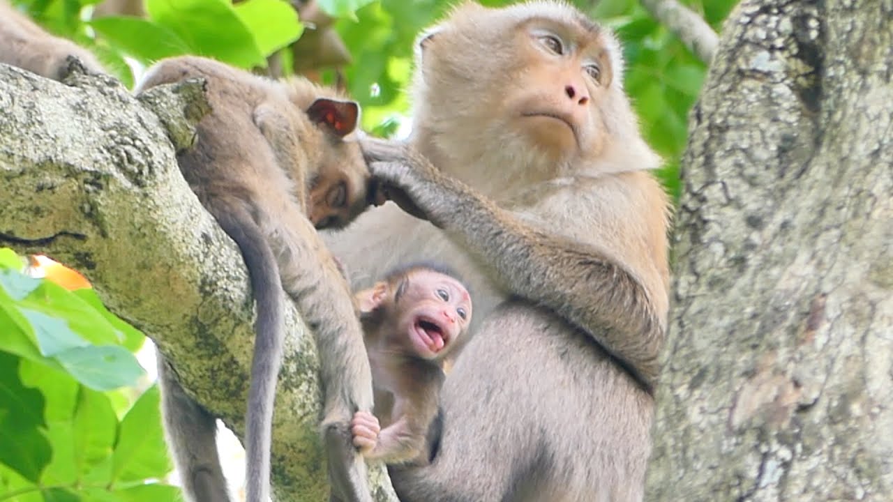 Mama Joanna takes care of Tiny baby Jessica Big child Monkey Jonas so sad want Mama to take care too