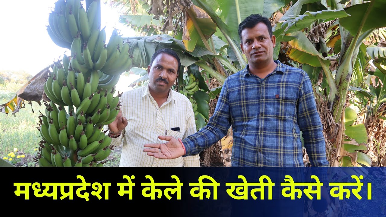 मध्यप्रदेश में केले कि खेती केसे करे kele  ki kheti G9 Banana Variety  My Kisan  Dost