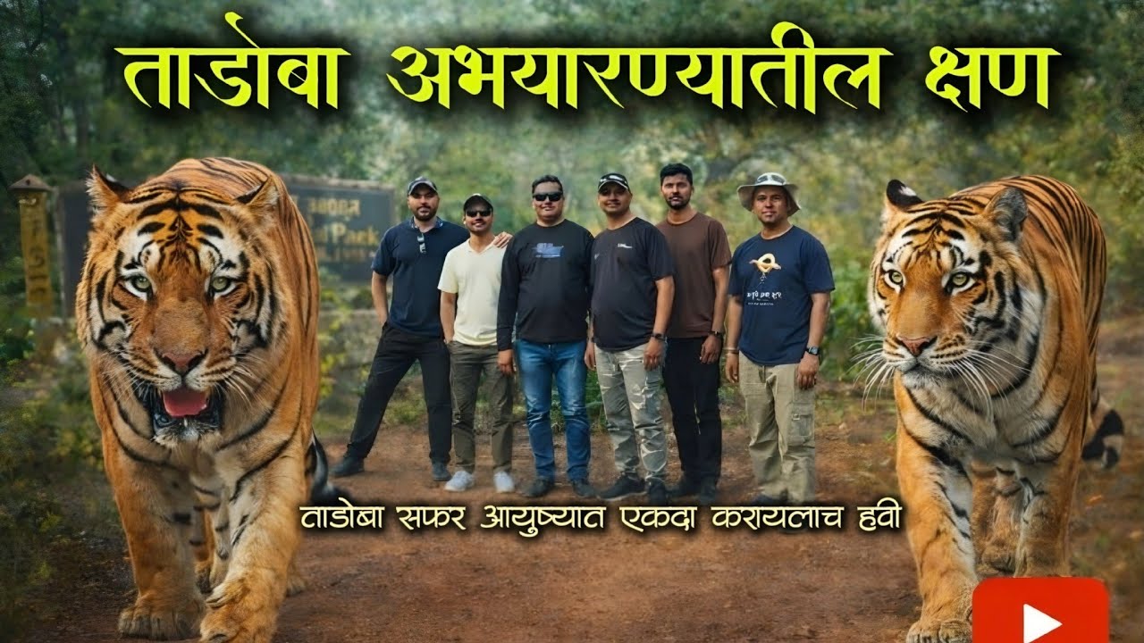 || ताडोबा अभयराण्यातील थरारक क्षण || ताडोबा सफर आयुष्यात एकदा करायलाच हवी || 🐅Tiger Safari Tadoba ||