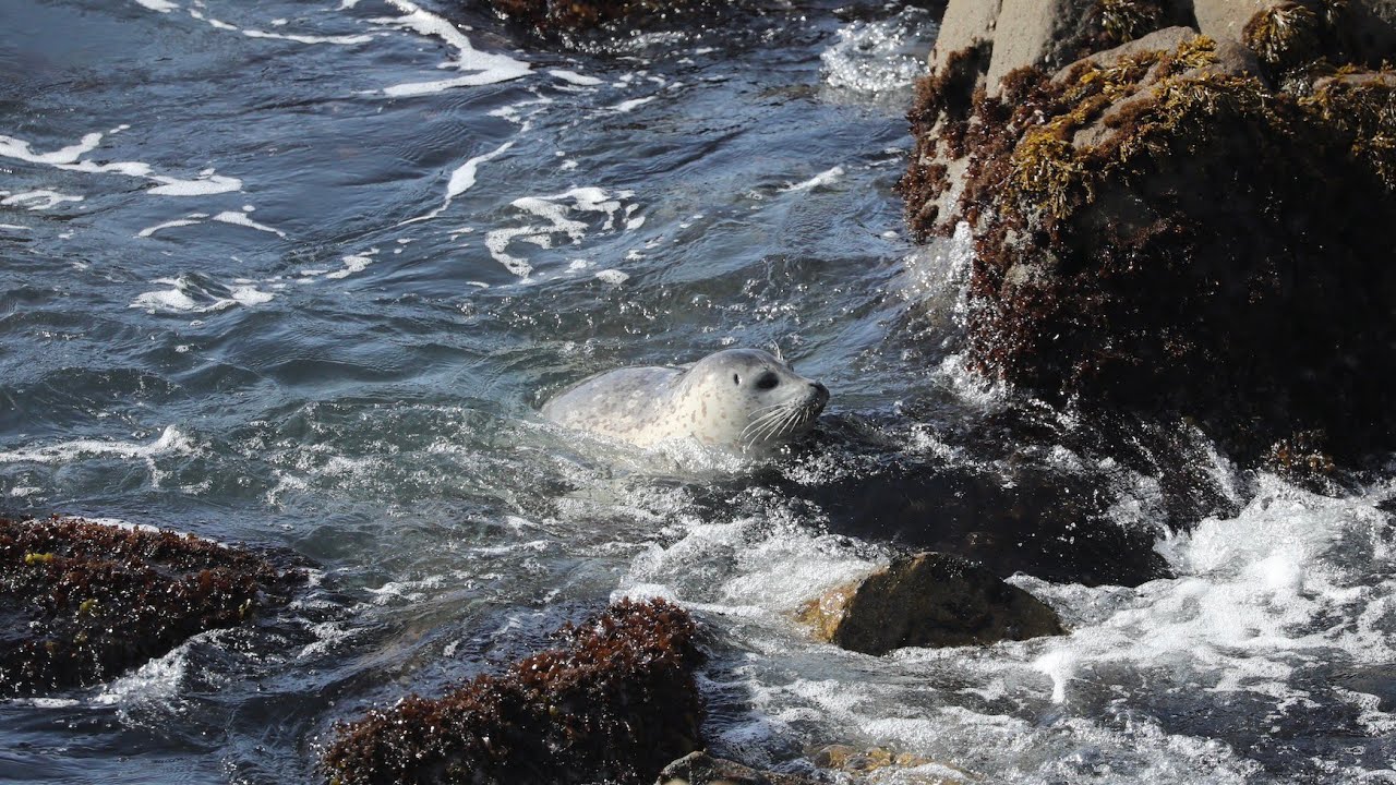 Sea Ranch 2022 Part 2. Wildlife and Coastal Hikes