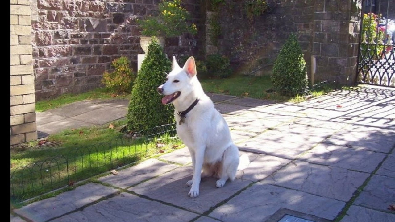 Dog Friendly Backyard Landscaping Ideas - Garden Design Dog Friendly