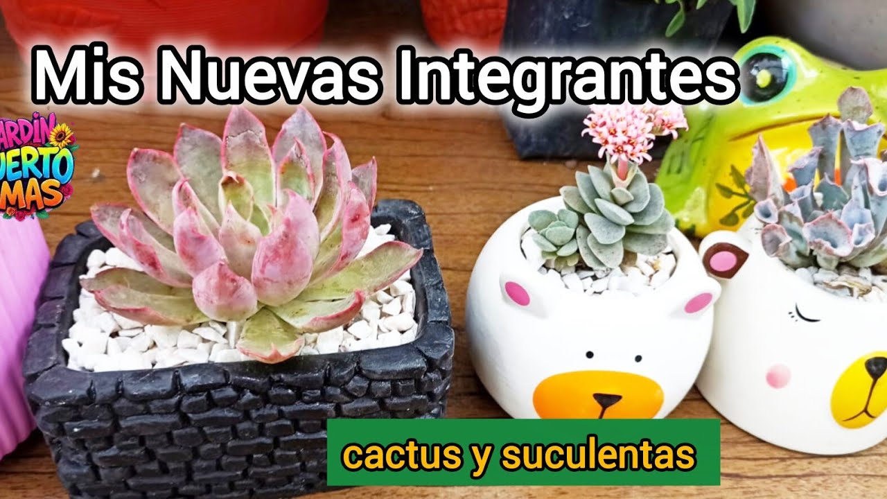 MIRA mis  Nuevas Suculentas y Macetitas 😍🏡🥰🐻 trasplante//cactus Parodia 