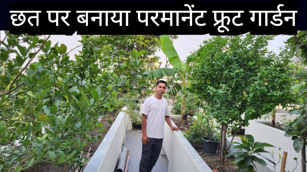 Permanent Fruit Garden in Terrace || Garden Bed for Terrace  #bedgardening
