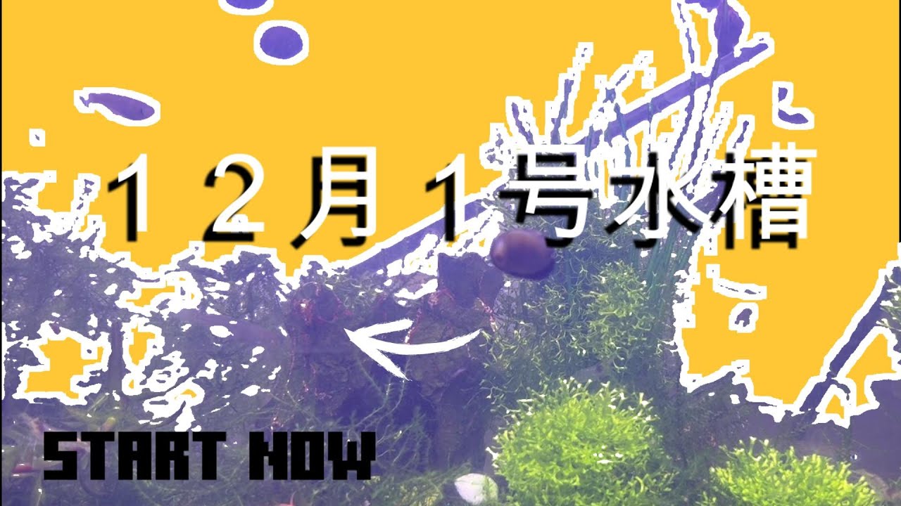 リラックス 音楽、メダカと共に癒されてください（１２月１号水槽）